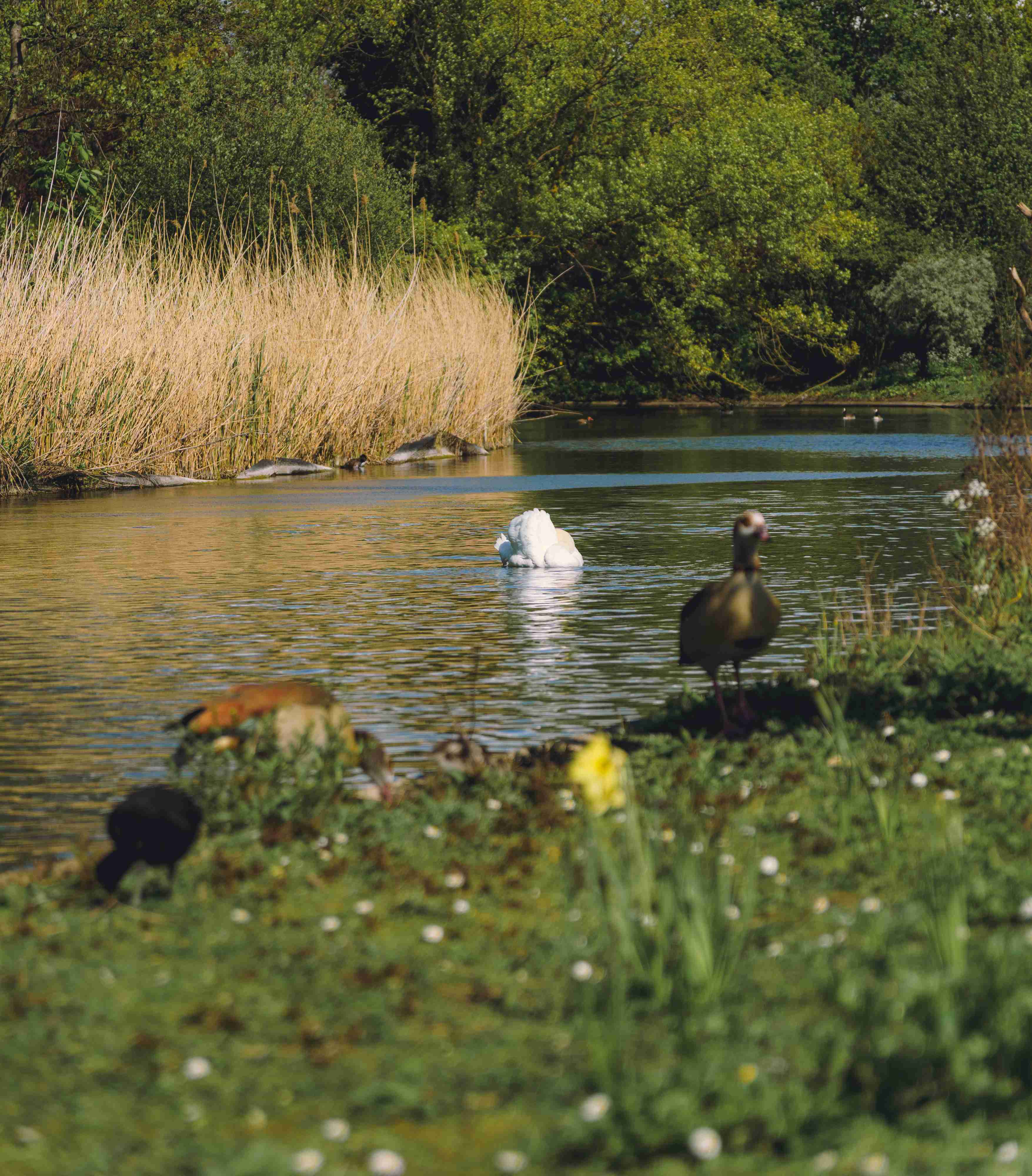 Swan With Two Birds